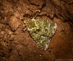 Thalatha bryochlora