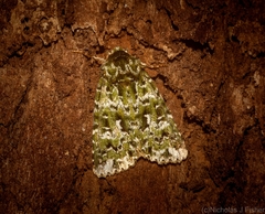 Thalatha bryochlora