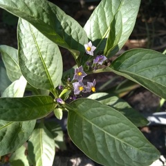Solanum corymbosum
