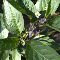Solanum corymbosum