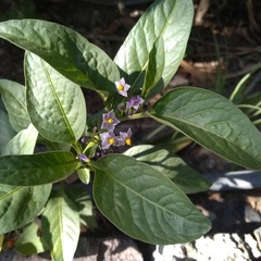 Solanum corymbosum
