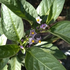 Solanum corymbosum