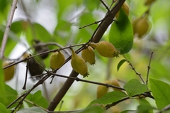 Chimonanthus praecox