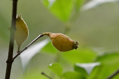 Chimonanthus praecox