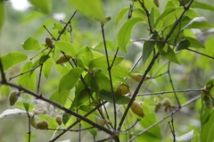 Chimonanthus praecox