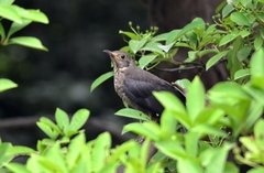 Turdus mandarinus