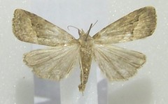 Schrankia taenialis