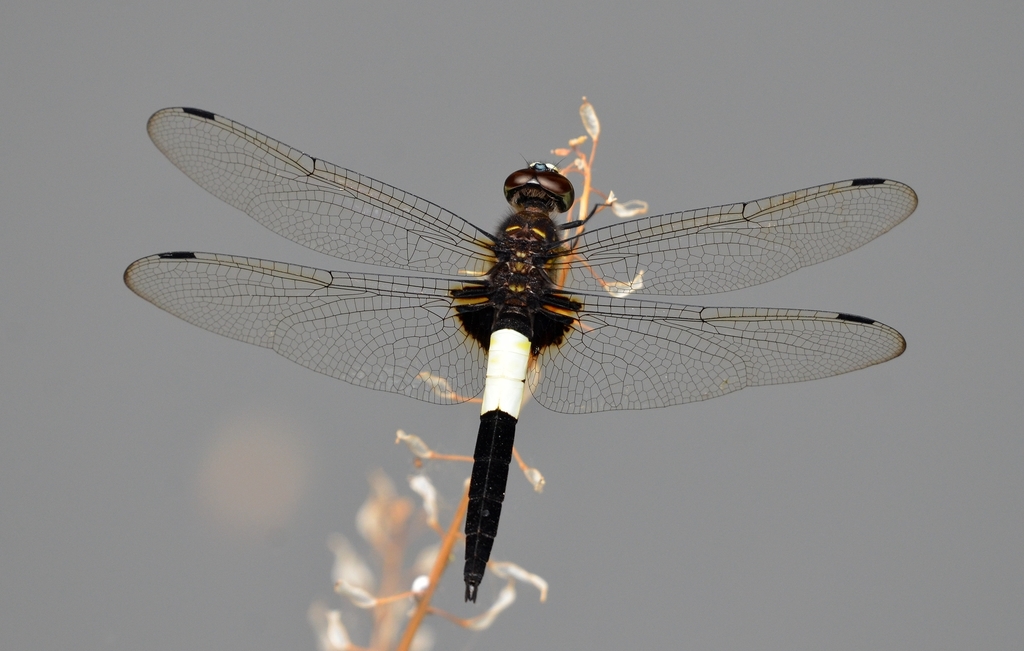 玉带蜻(Dragonflies of Shanghai 上海的蜻蜓) · iNaturalist