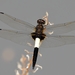 Pied Skimmer - Photo (c) Zinogre, some rights reserved (CC BY-SA), uploaded by Zinogre