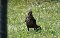 Turdus mandarinus
