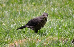 Turdus mandarinus