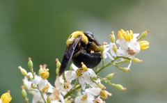 Xylocopa appendiculata