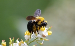 Xylocopa appendiculata