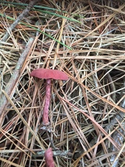 Tubaria rufofulva