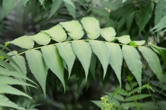 Sorbaria