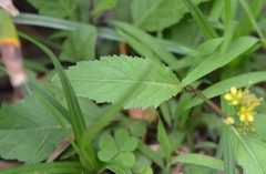Rorippa indica