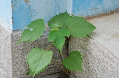 Broussonetia papyrifera