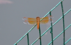 Brachythemis contaminata