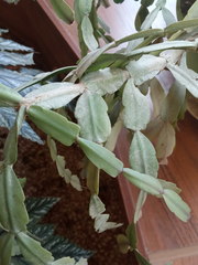 Rhipsalidopsis gaertneri