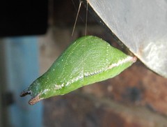 Papilio fuscus capaneus