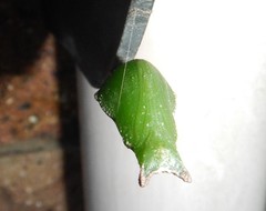 Papilio fuscus capaneus