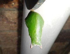 Papilio fuscus capaneus