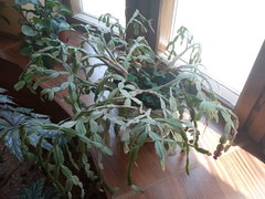 Rhipsalidopsis gaertneri