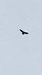 Buteo buteo