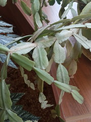 Rhipsalidopsis gaertneri