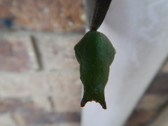 Papilio fuscus capaneus