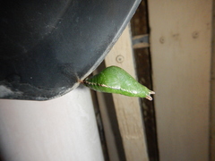 Papilio fuscus capaneus