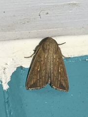 Mythimna semicana