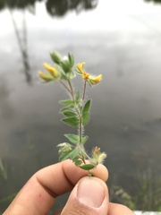 Lotus parviflorus