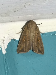 Mythimna semicana