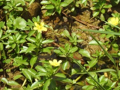 Ludwigia taiwanensis