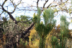 Leucadendron nobile