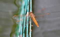 Brachythemis contaminata