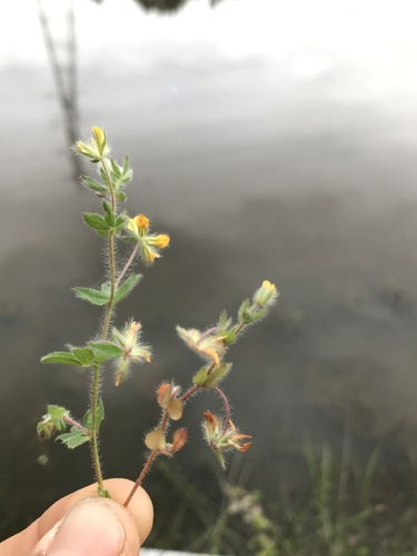Small-flower Trefoil