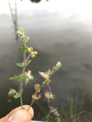 Lotus parviflorus