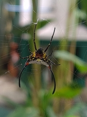 Gasteracantha sanguinea