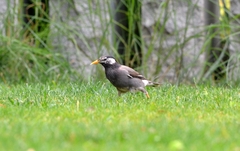 Spodiopsar cineraceus
