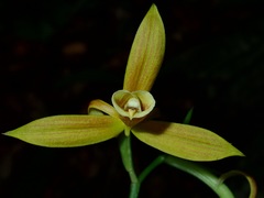 Phaius reflexipetalus