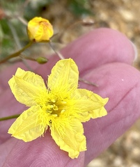 Ornduffia parnassifolia