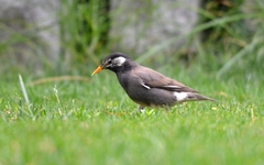 Spodiopsar cineraceus