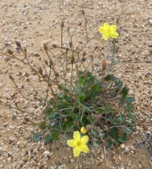 Ornduffia parnassifolia