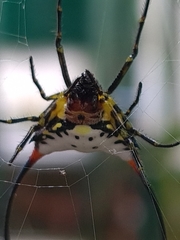 Gasteracantha sanguinea