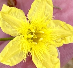 Ornduffia parnassifolia