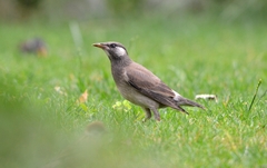 Spodiopsar cineraceus