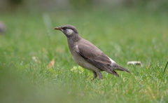 Spodiopsar cineraceus