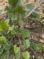 Ornduffia parnassifolia
